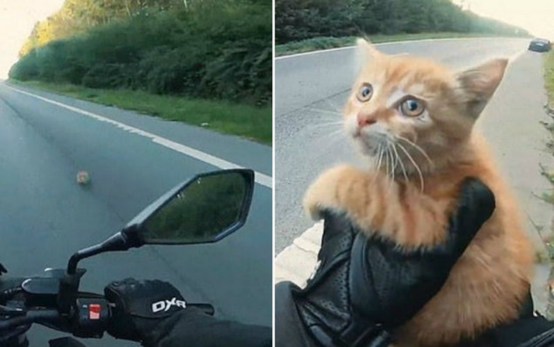  motoristas salvam gato 