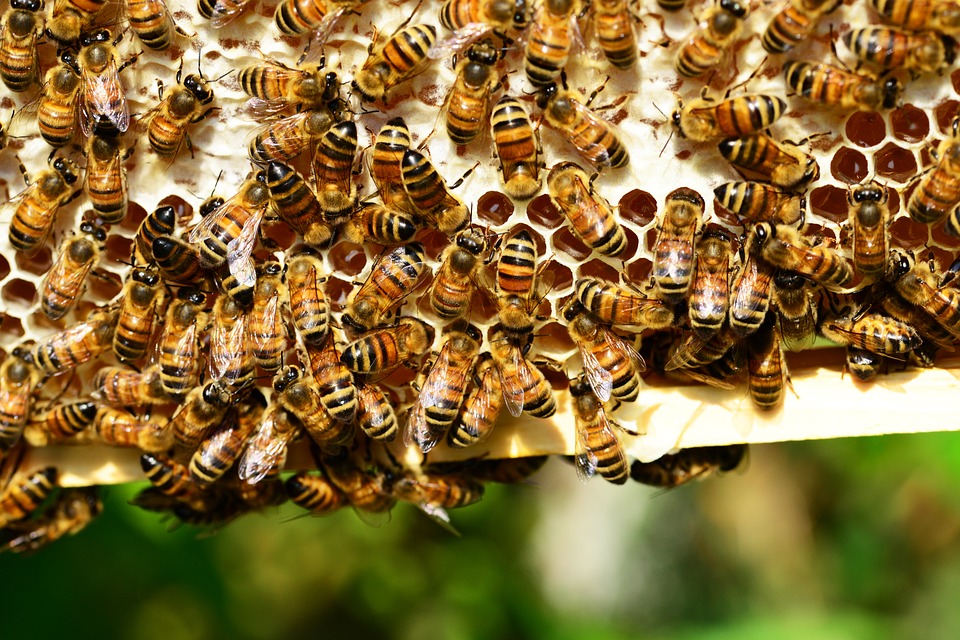  mulher morre picada abelhas londrina 