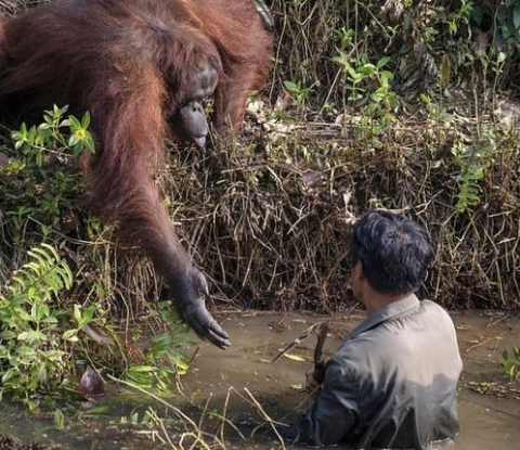  Orangotango estende mão ajudar homem 