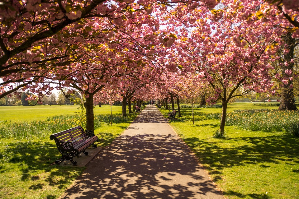 Parque, Árvores, Caminho, Paisagem, Jardim, Hyde Park