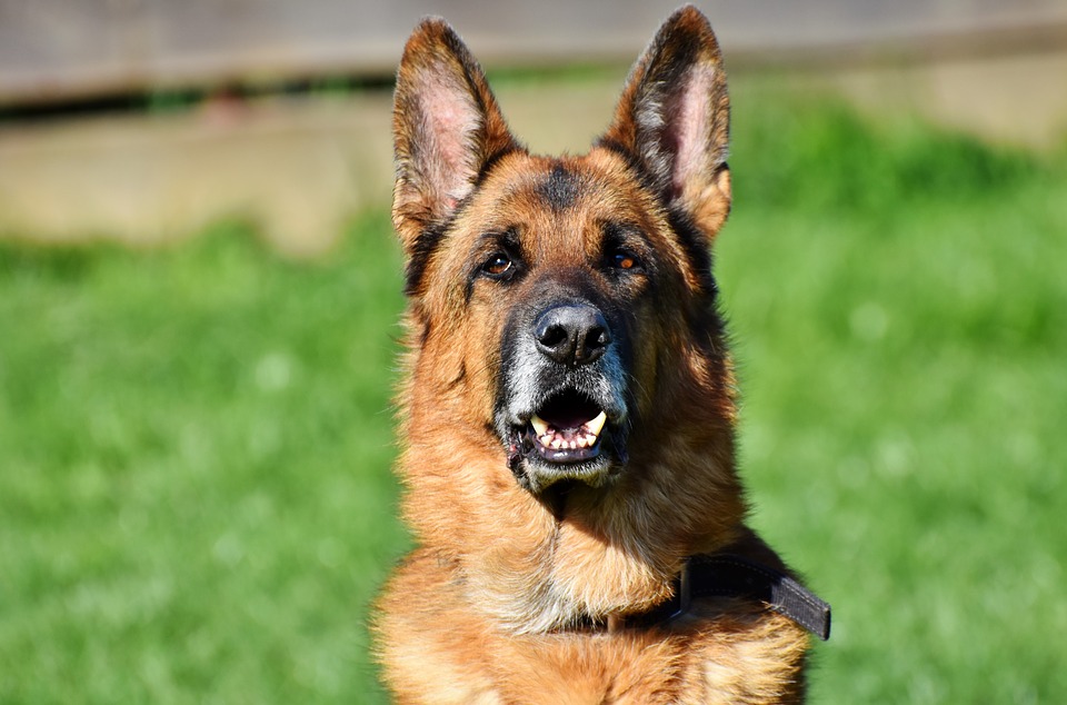 raças mais perigosas de cachorro