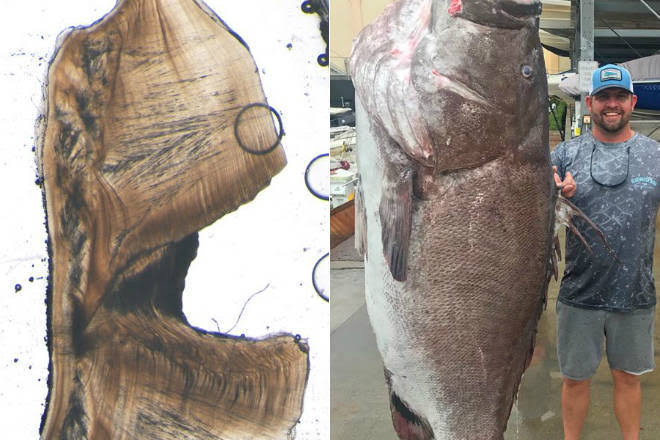 peixe gigante arcada