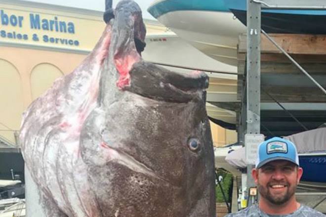  peixe gigante garoupa 