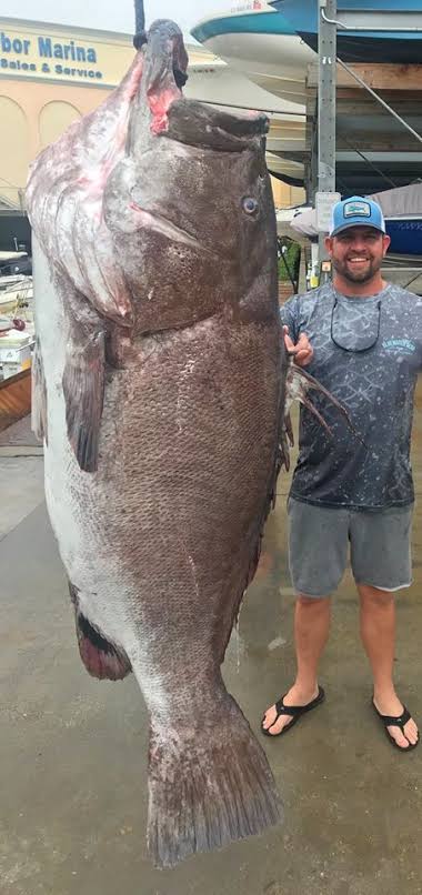 peixe gigante