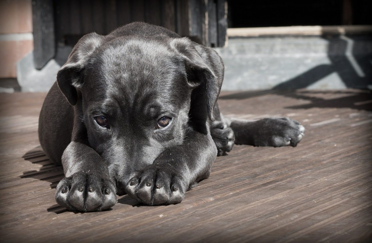  pessoa-coronavirus-pode-passar-para-o-pet 