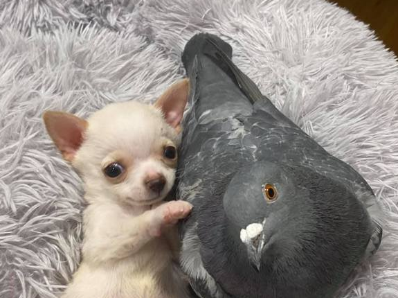 pombo e cachorro