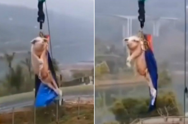  Porco salta bungee jump 