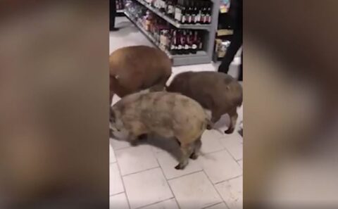  porcos invadem mercado 