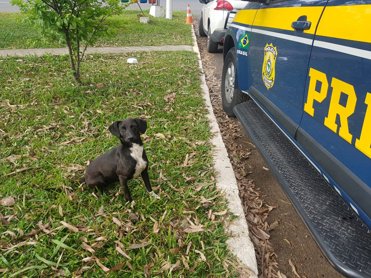 PRF procura lar para cachorra