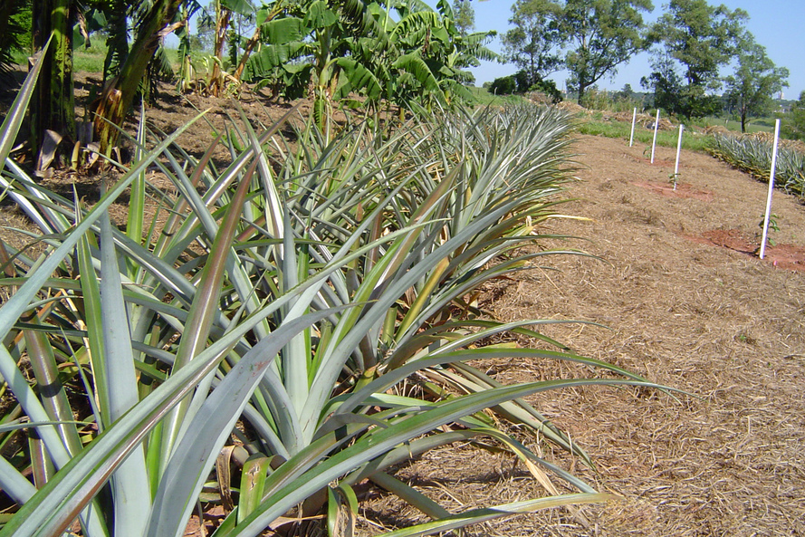 Produção de frutas no Paraná