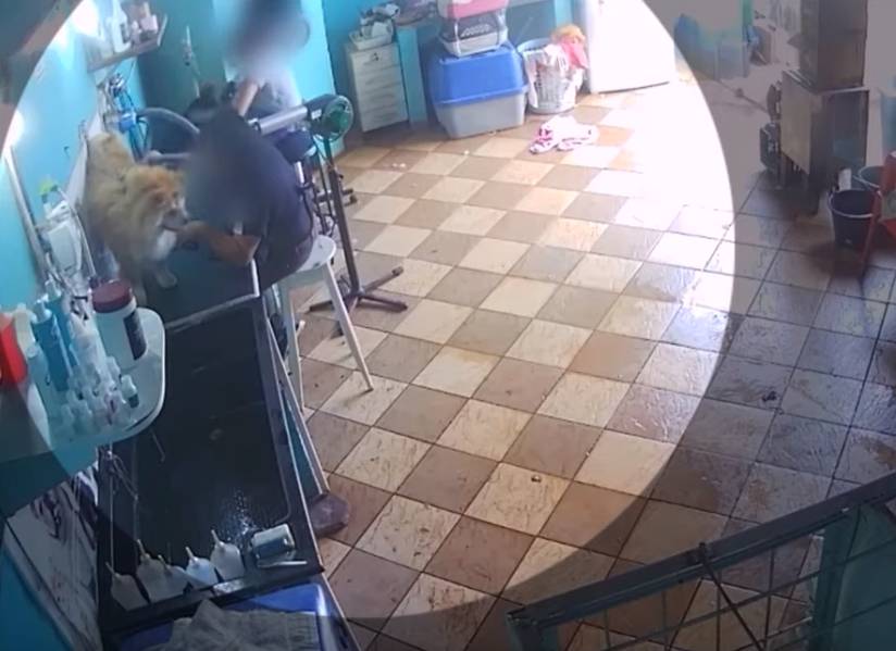  Funcionária agride cachorro em pet shop de Assis Chateaubriand. (Foto: reprodução imagens das câmeras de segurança) 