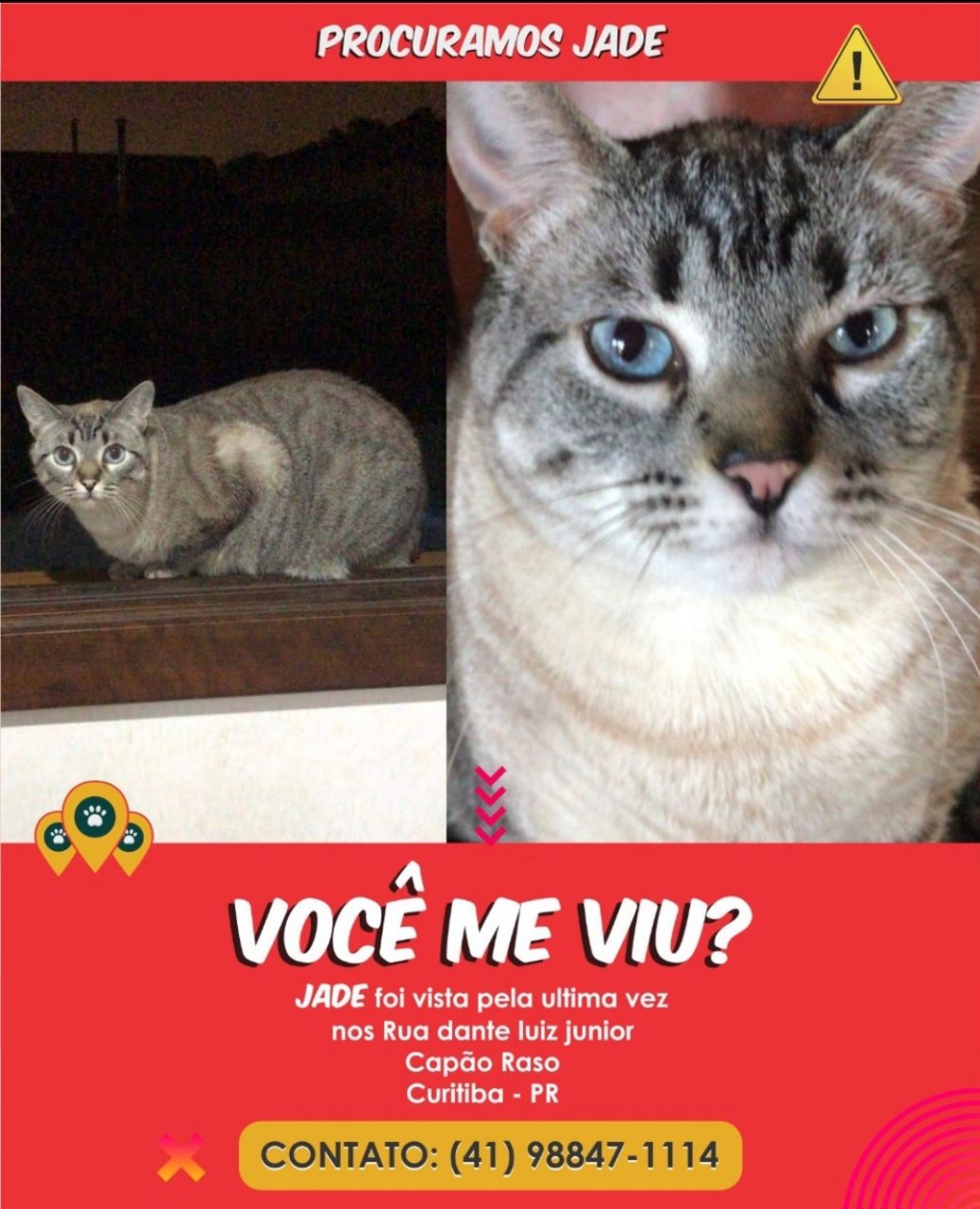 Gata Jade é procurada em Curitiba