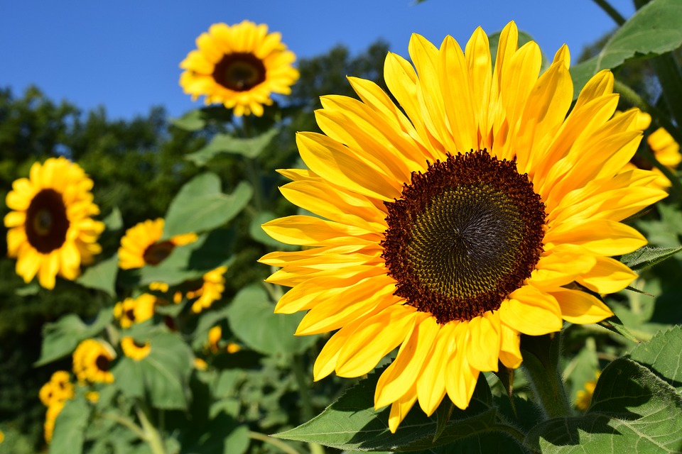 setembro amarelo girassol