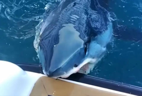  tubarão crava dentes barco 