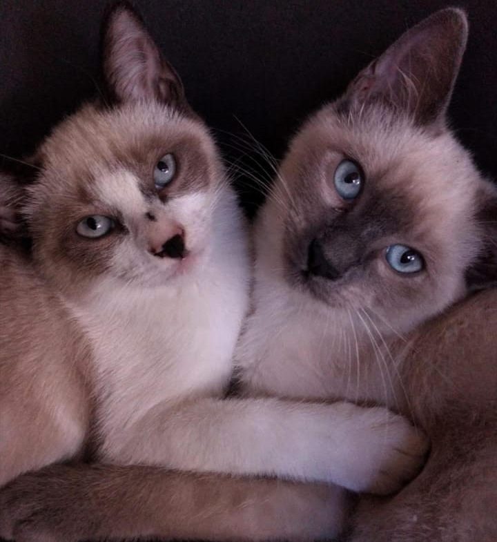  Emma e Lorelei: gatas estão perdidas há 11 dias 