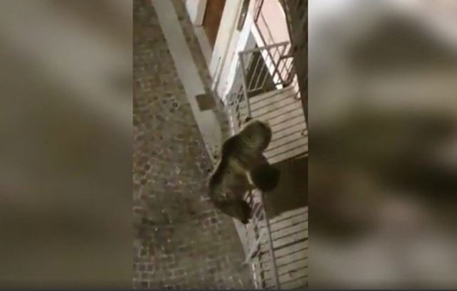  urso tenta invadir prédio itália 