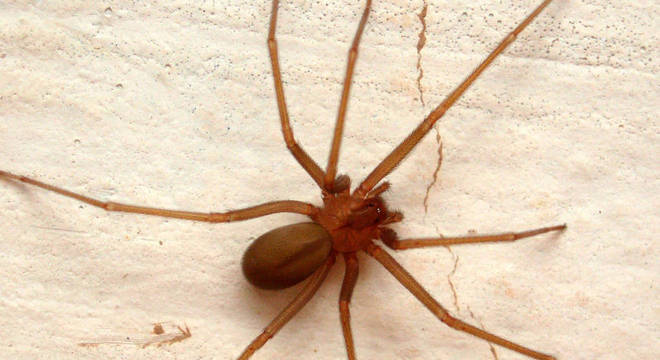 Picada de aranha marrom