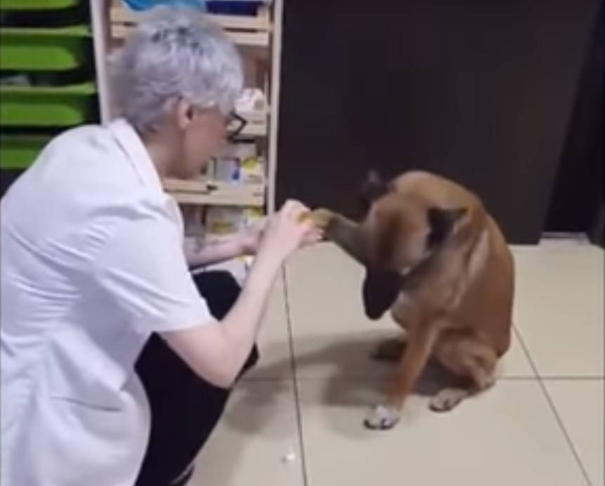  vídeo de cão machucado entrando em farmácia 