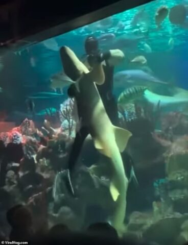  vídeo de tubarão 