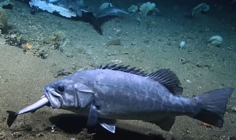  video-tubarao-devorado-peixe-gigante 