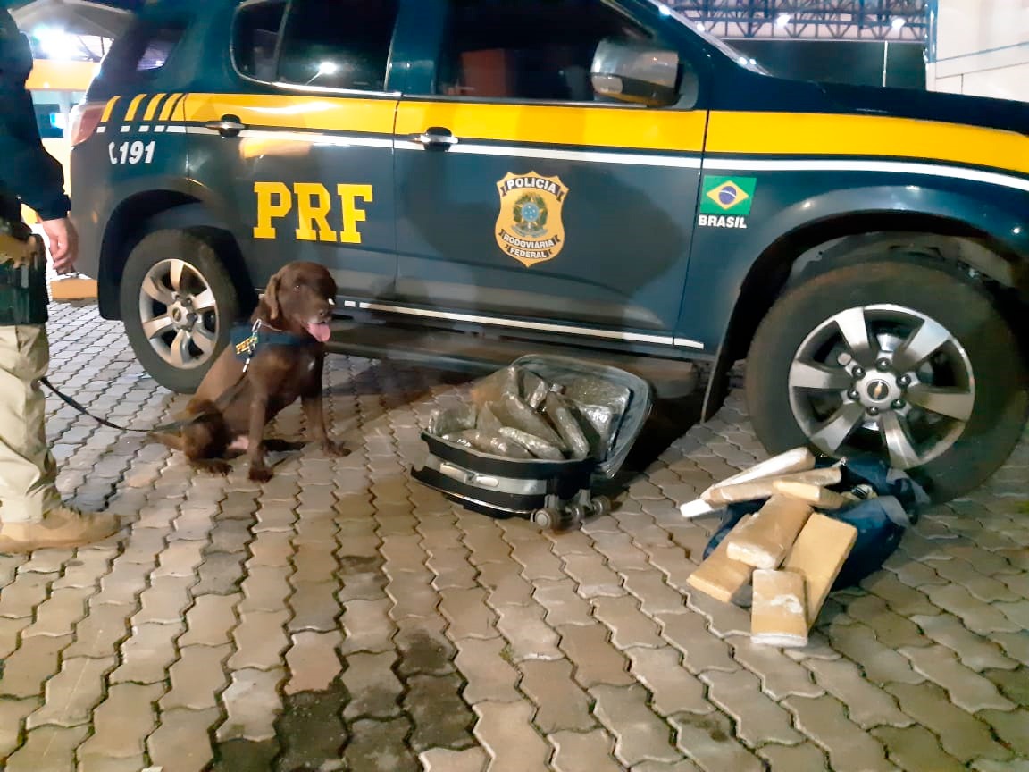  Cães farejadores da polícia posam para foto após apreenderem 15 quilos de droga. (Foto: divulgação PRF) 