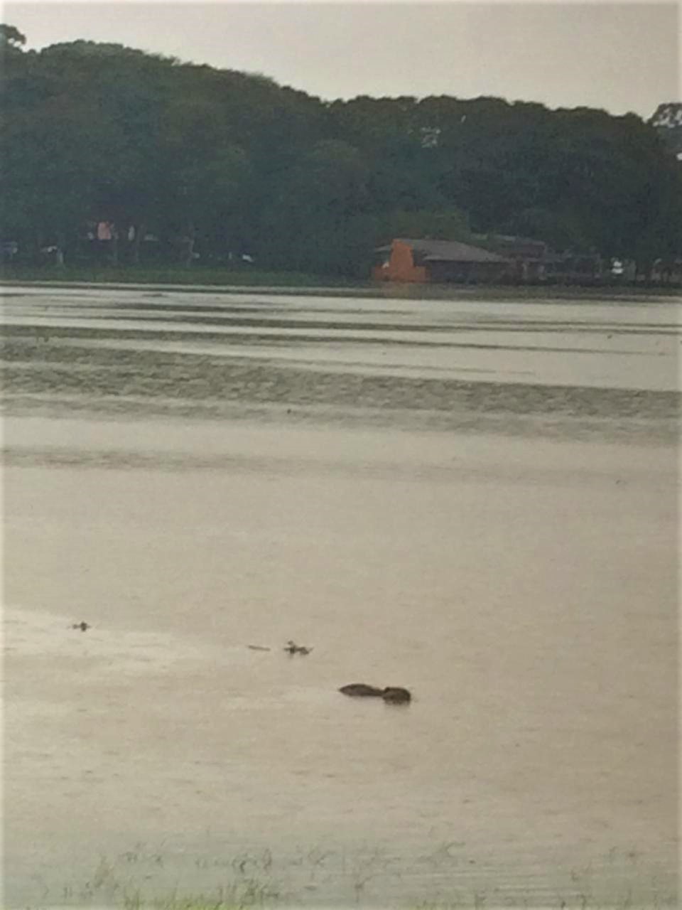 Capivara tenta nadar pelo grande lago formado pelas chuvas (FOTO: COLABORAÇÃO/ Grupo Cicalerta24hr)