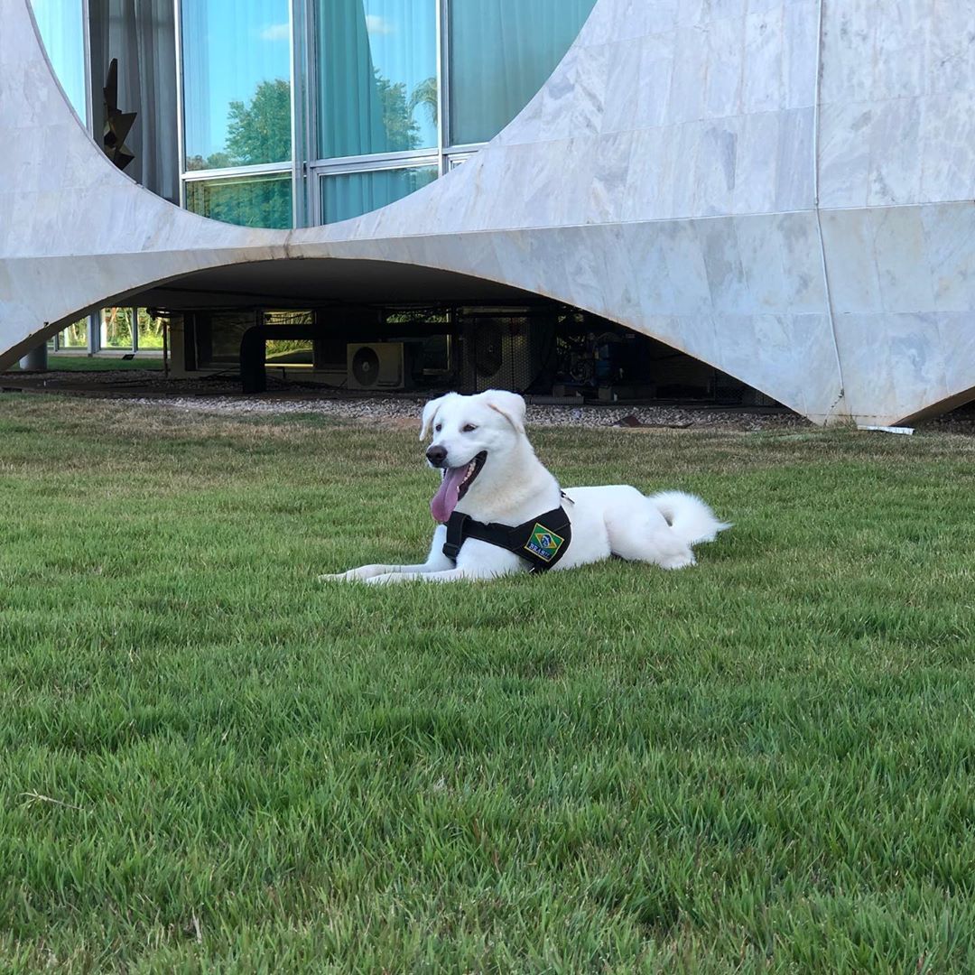  augusto-cachorro-bolsonaro-1 