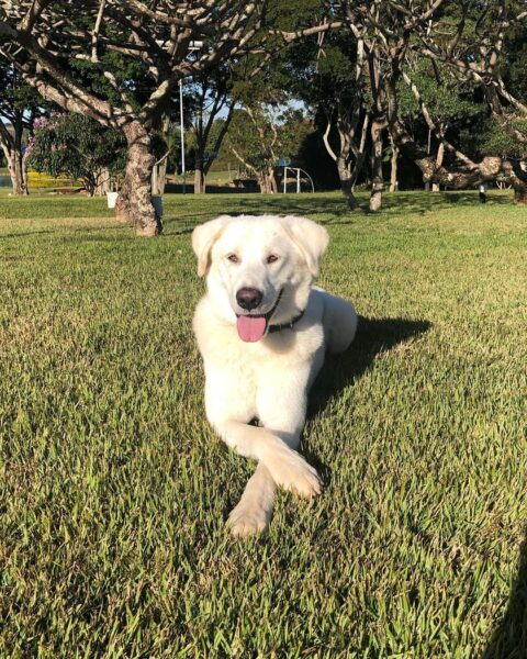 augusto-cachorro-bolsonaro-2