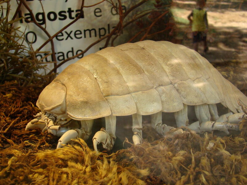 barata gigante de sorocaba