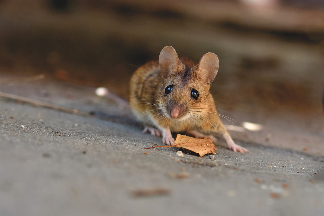 O que significa sonhar com ratos?