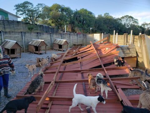 Abrigos: animais idosos, doentes e pretos ficam mais tempo