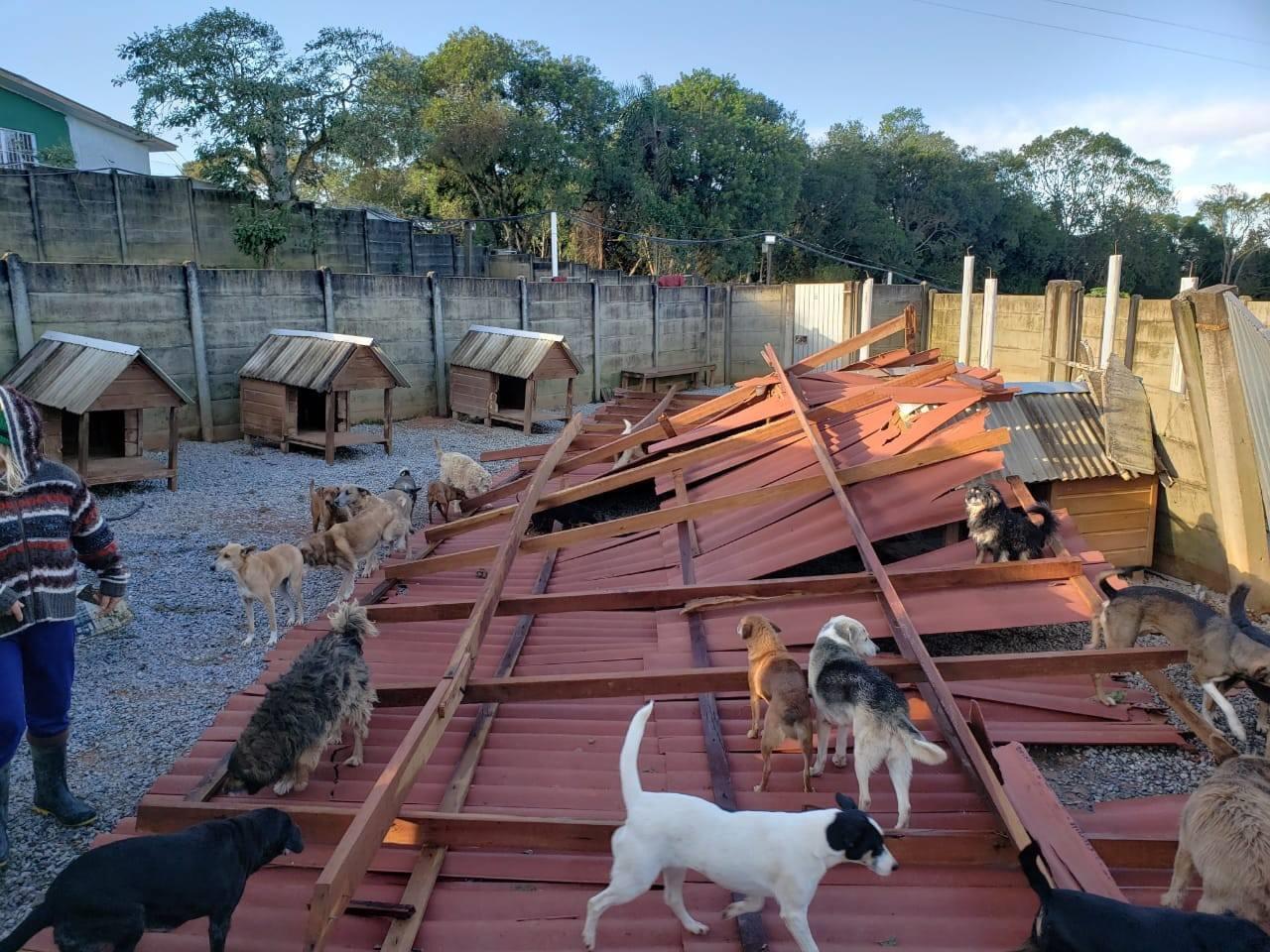  temporal destrói abrigo animais campo magro 