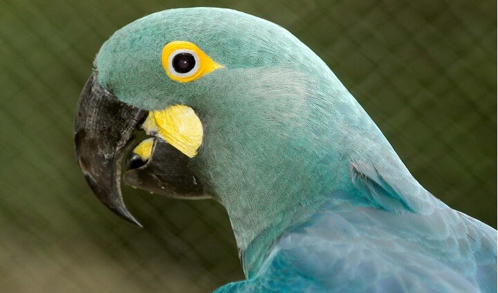 Arara-azul-de-lear