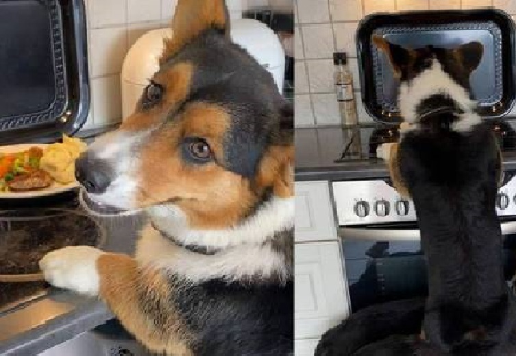  cães roubam comida bancada 