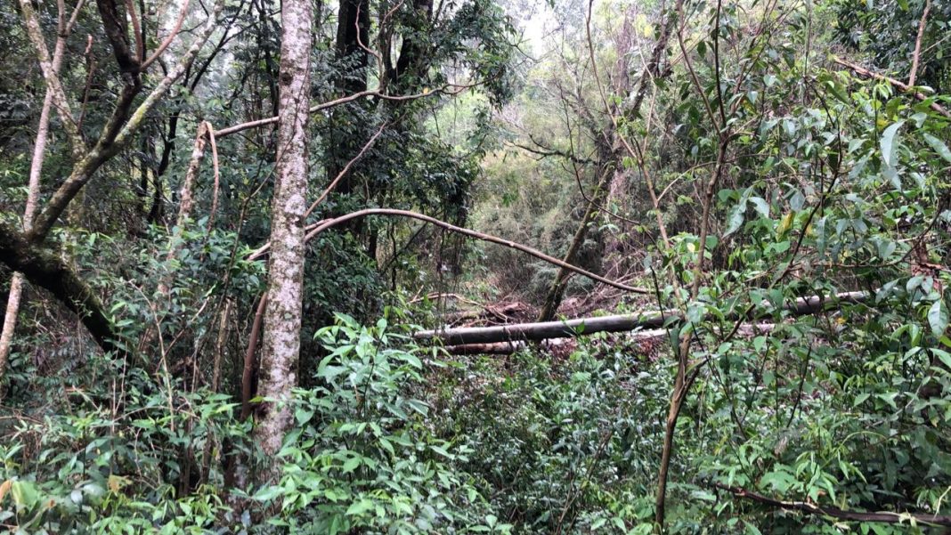  Apesar do susto, homem que teve perna esmagada por árvore passa bem 