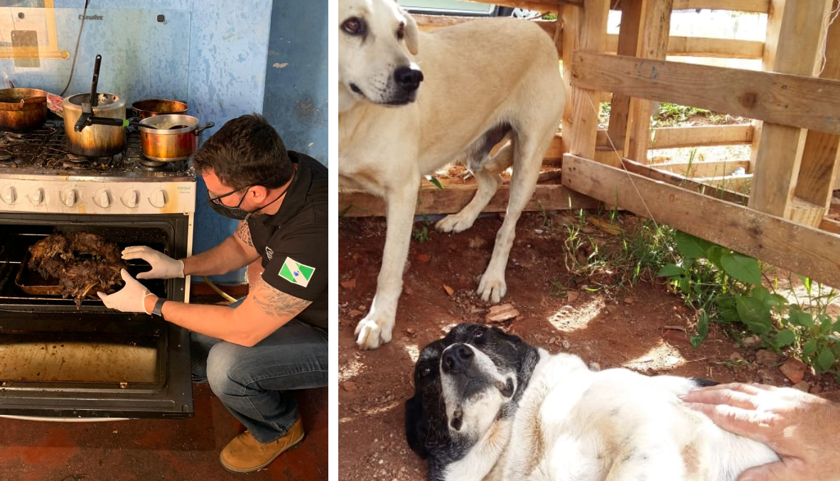 É crime agredir ou matar um cachorro?