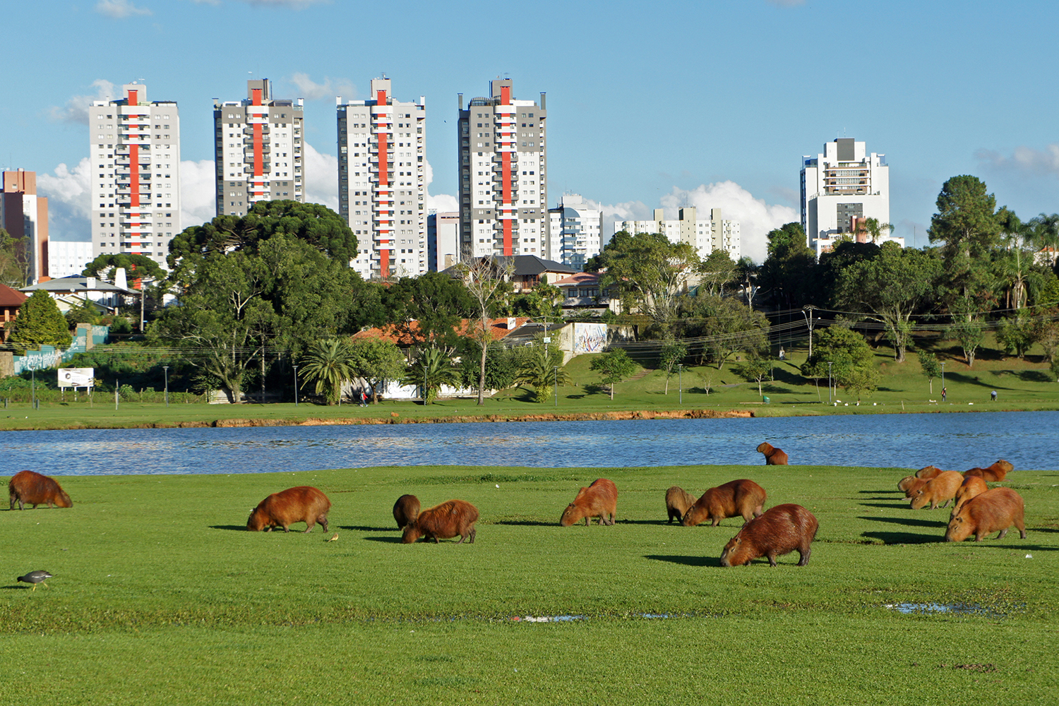  parque barigui 