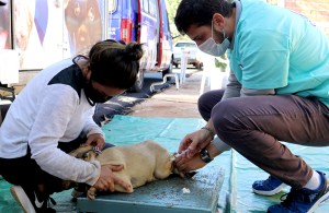 Castramóvel de pets em Londrina