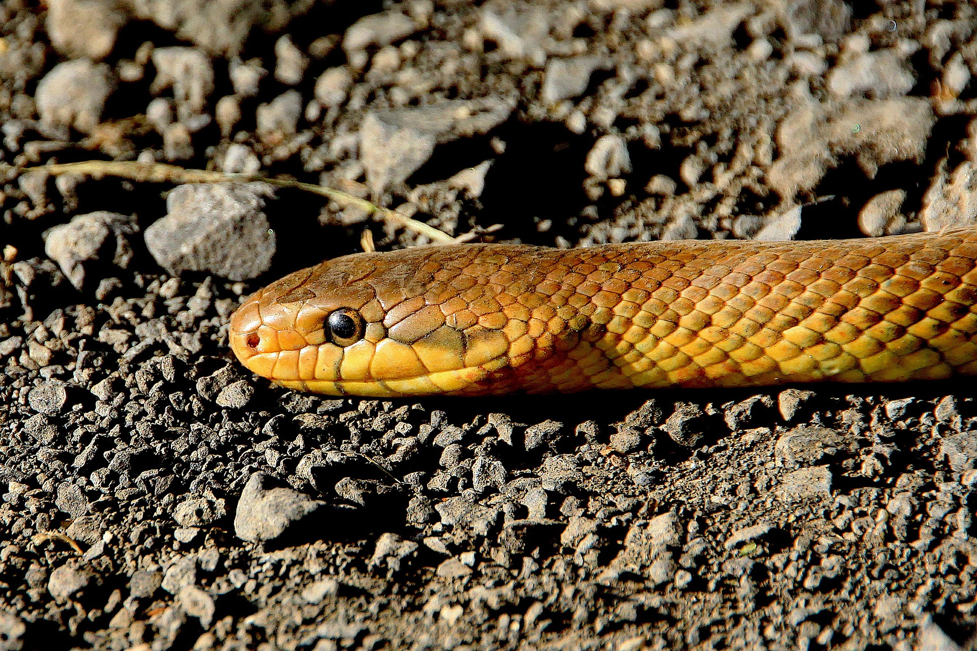  cobras fogem em cascavel 