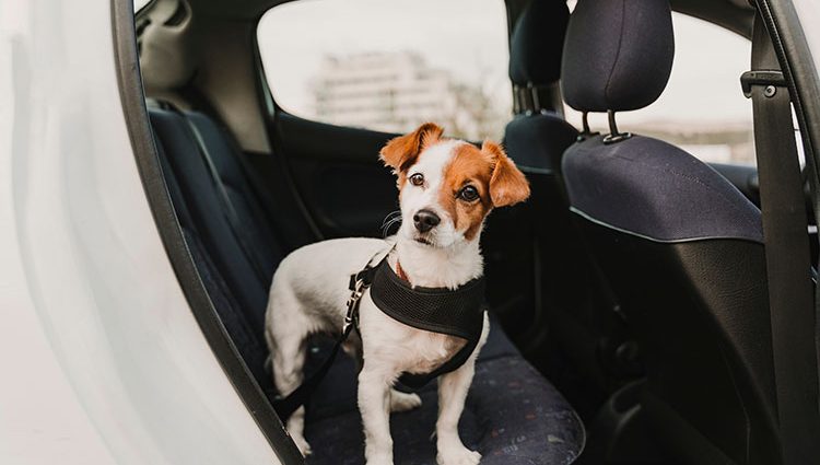 coleira cinto de segurança para cachorro