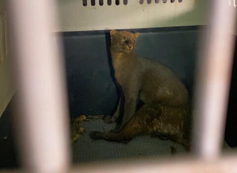 Gato-mourisco é resgatado em Mariluz 
