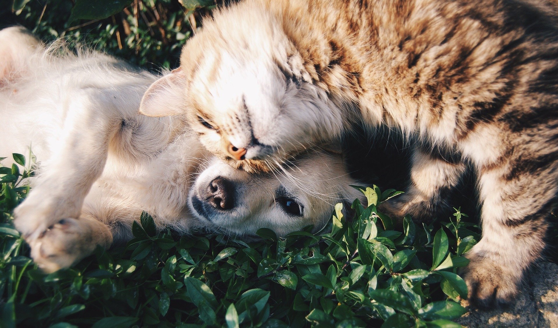  pena para quem ferir cães e gatos 