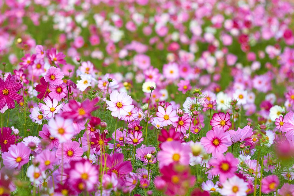  quando começa a primavera 