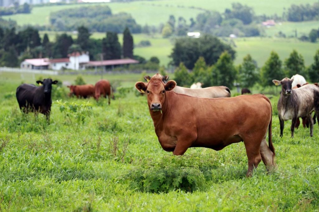  atualização de rebanhos do Paraná 