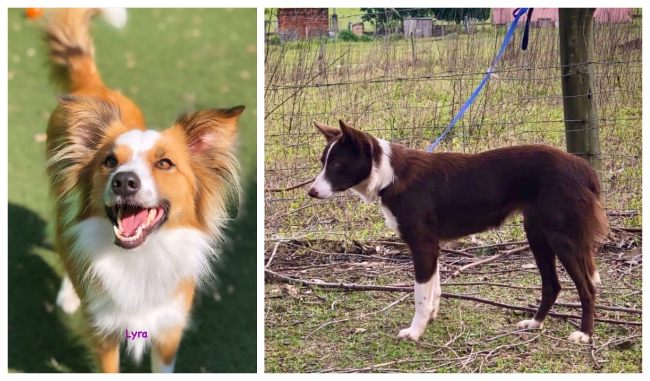  cachorras-fugiram-curitiba 