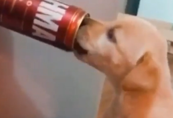  cerveja para filhote de cachorro (1) 