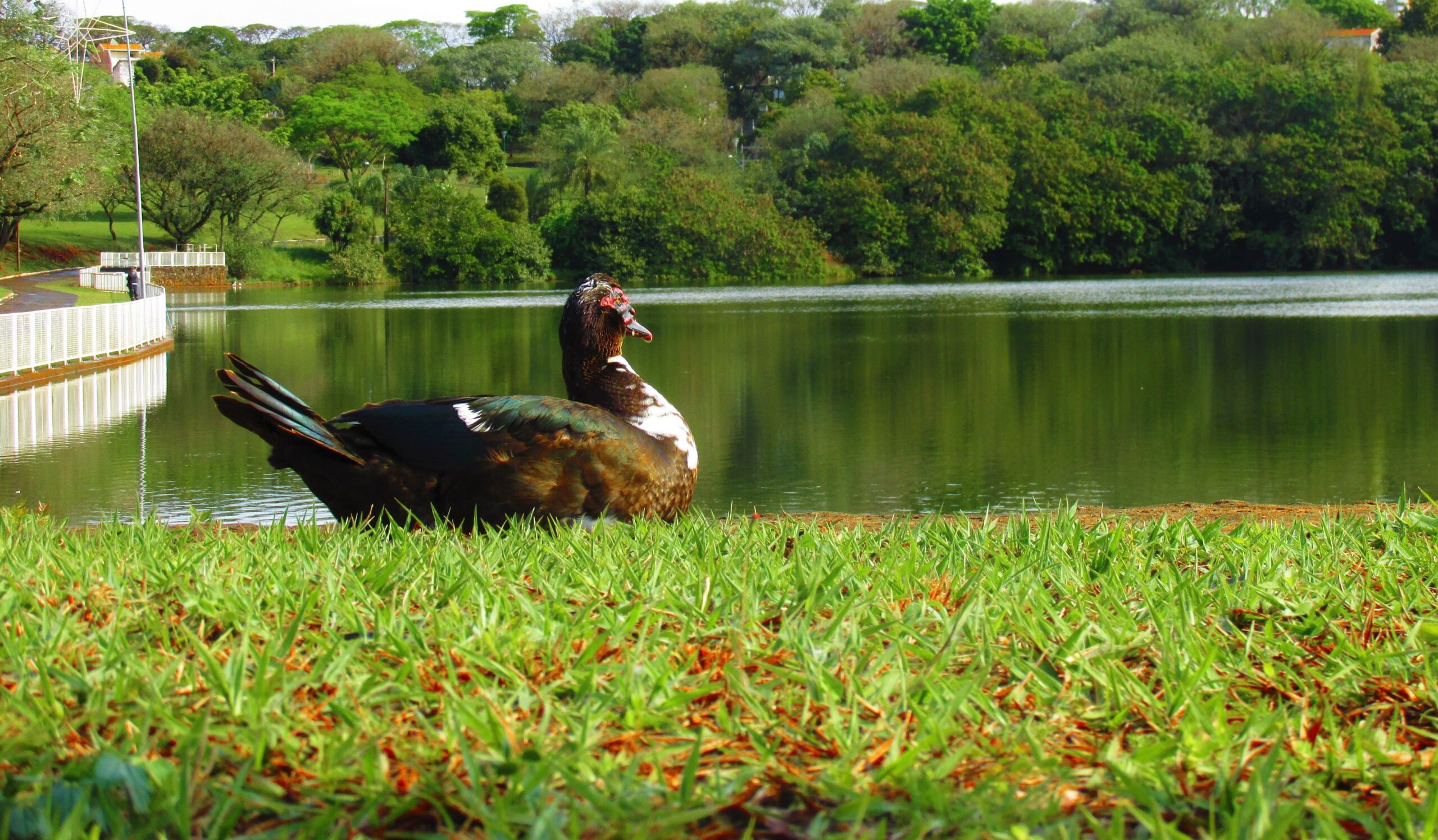  Parque Alfredo Nyffeler reabre em Maringá 