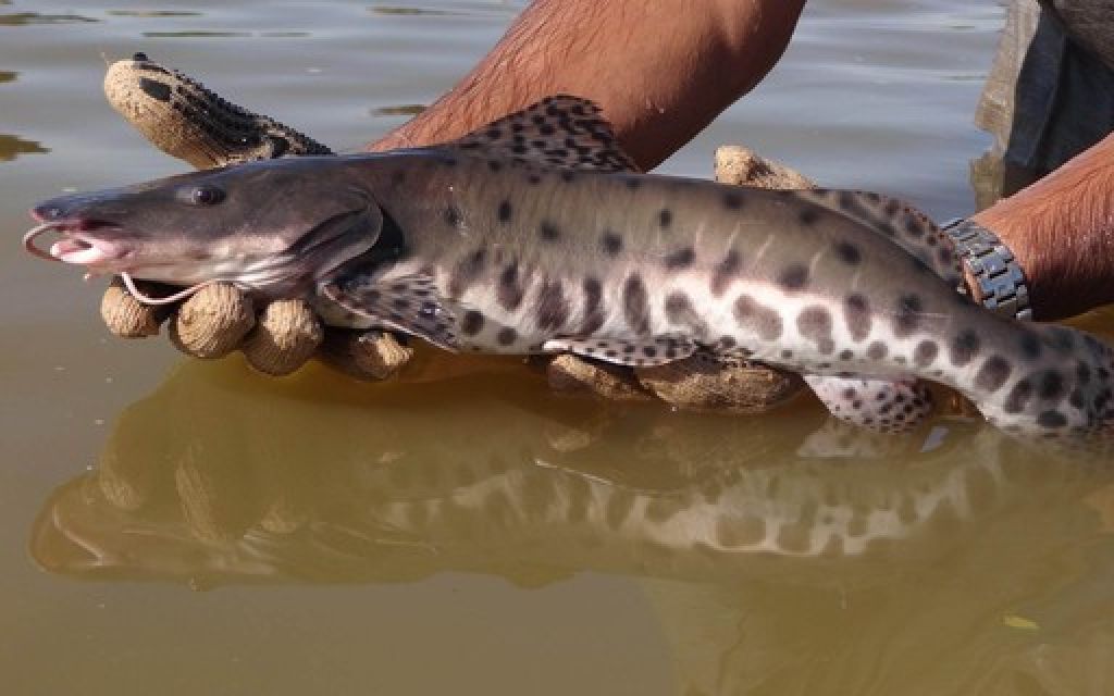  proíbe pesca rios do Paraná 