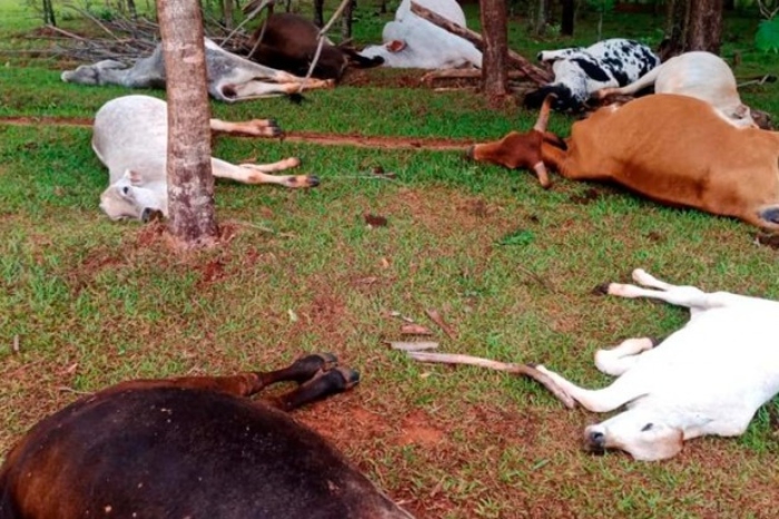  Rebanho de gado morre ao ser atingido por um raio em Tapira 
