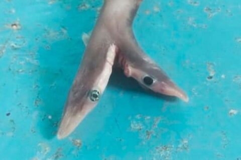  Tubarão de duas cabeças 